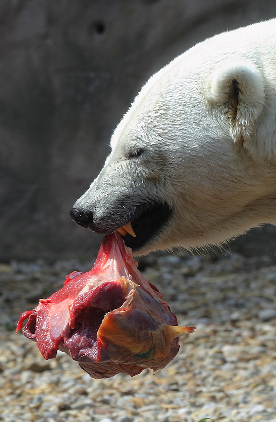 "igitt ....... schon wieder rohes Fleisch!