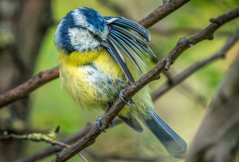 "Igittigitt .... das stinkt ja wirklich wie bei Geier's unterm Nest"