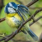 "Igittigitt .... das stinkt ja wirklich wie bei Geier's unterm Nest"