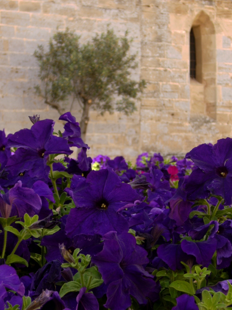 Iglesa Sant Jaume II, Alcudia