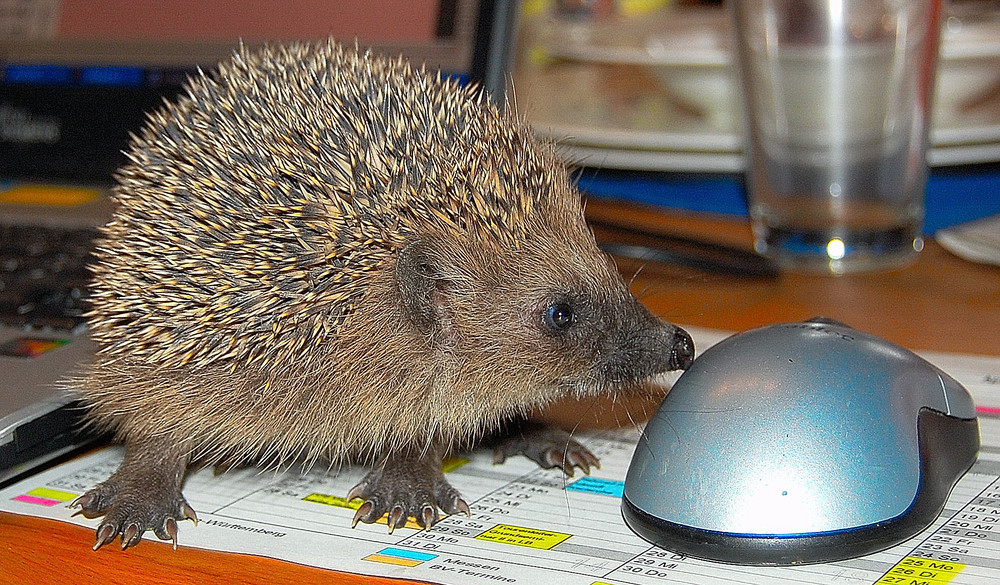 Ignaz und seine erste Maus