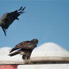 ignored by the buzzard