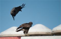 ignored by the buzzard