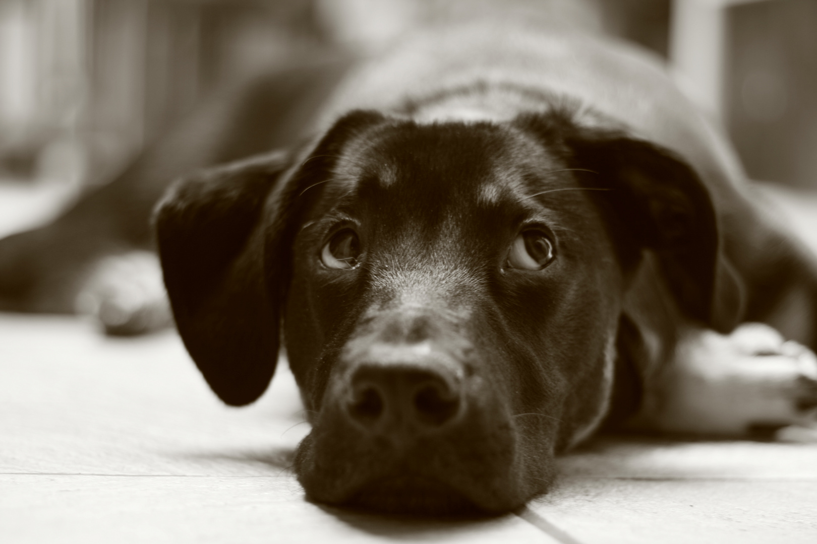 Igor, chien perdu dans ses pensées