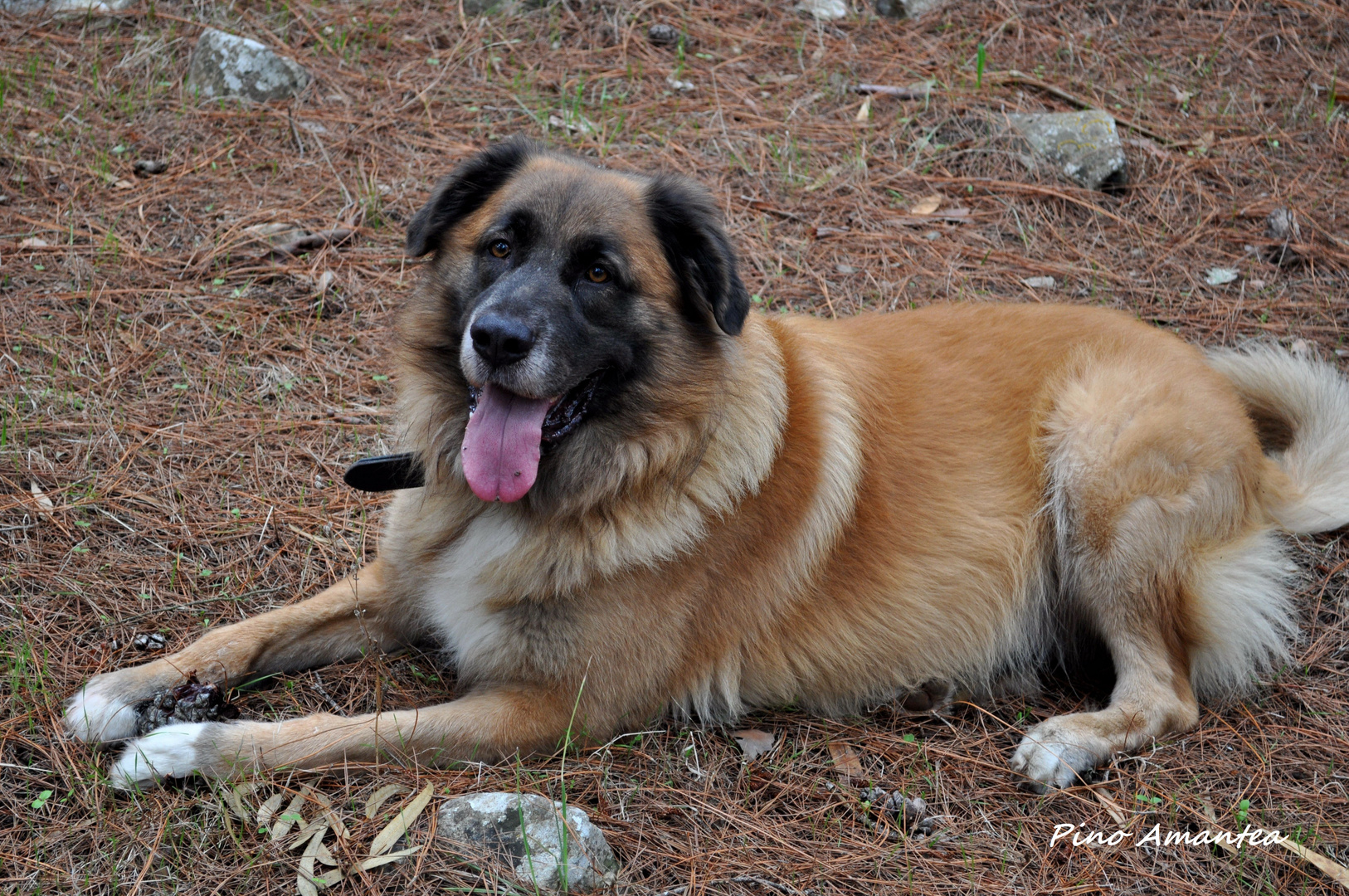 Igor, my hairy son.