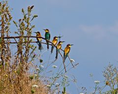 Wildlife in Deutschl