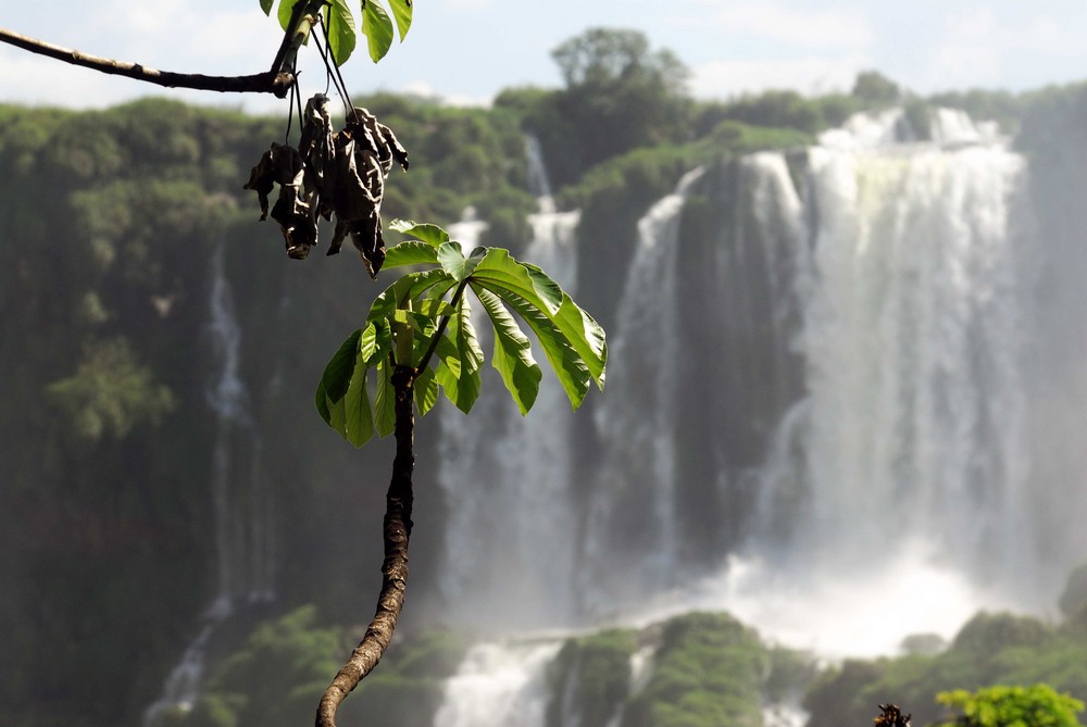 Iguacu -1