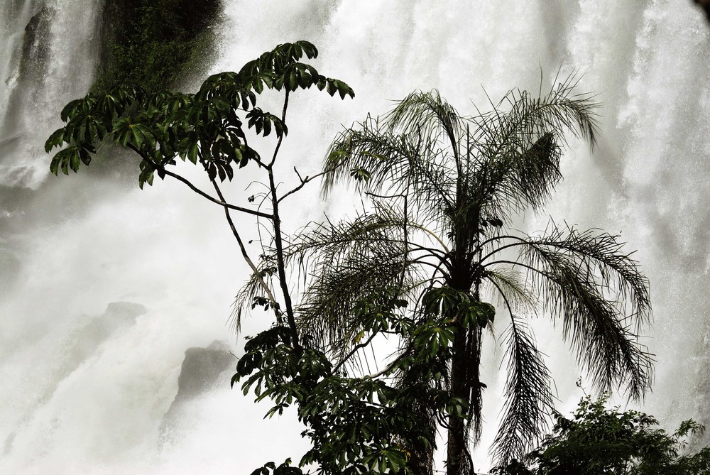 Iguacu - Leben am Abgrund