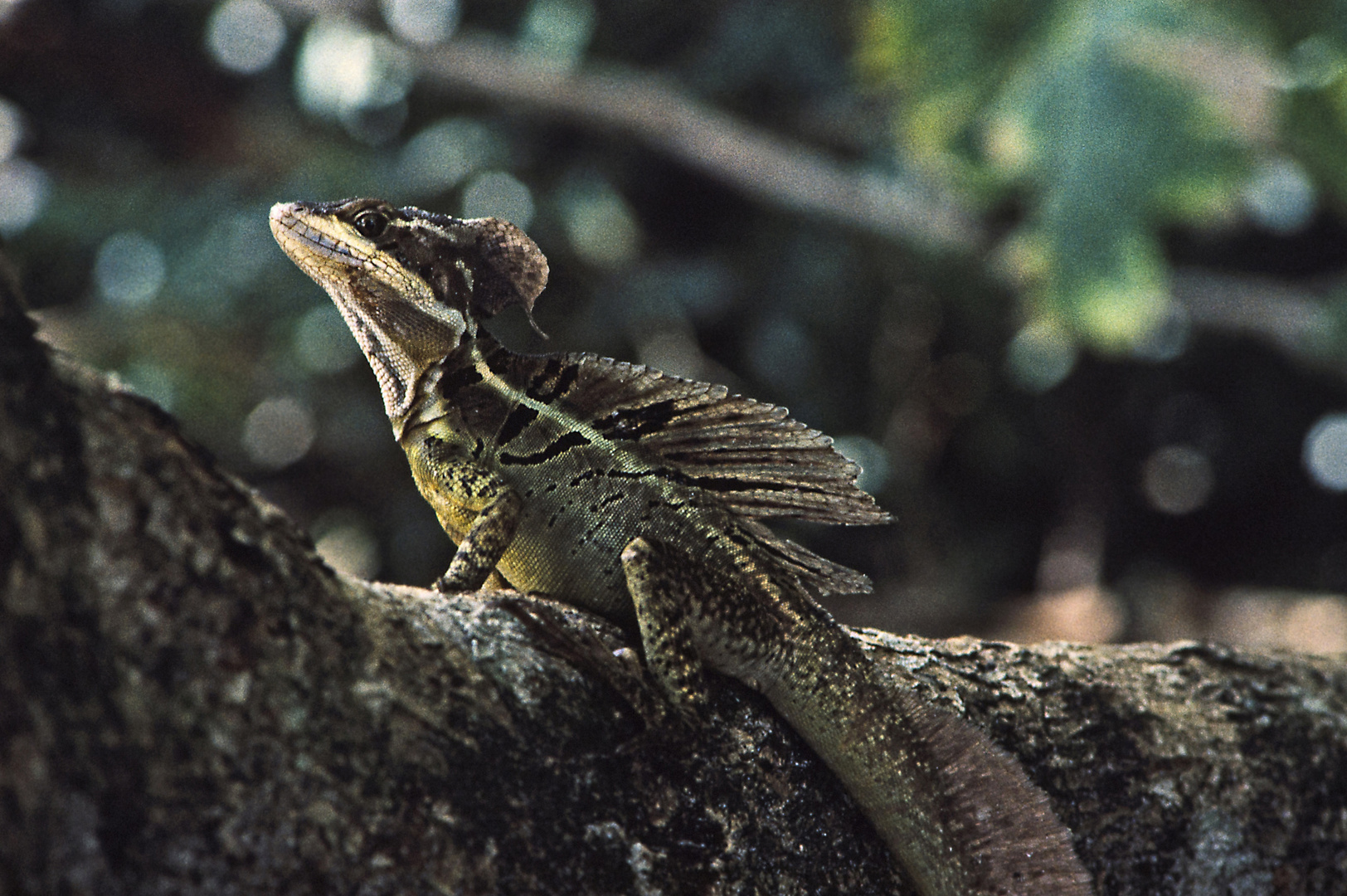 Iguana 01