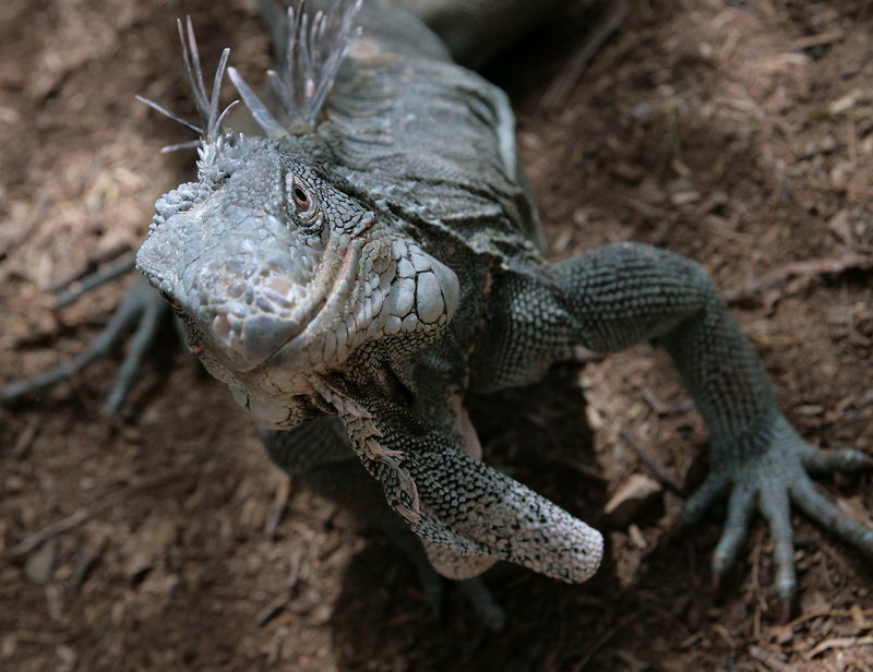 Iguana