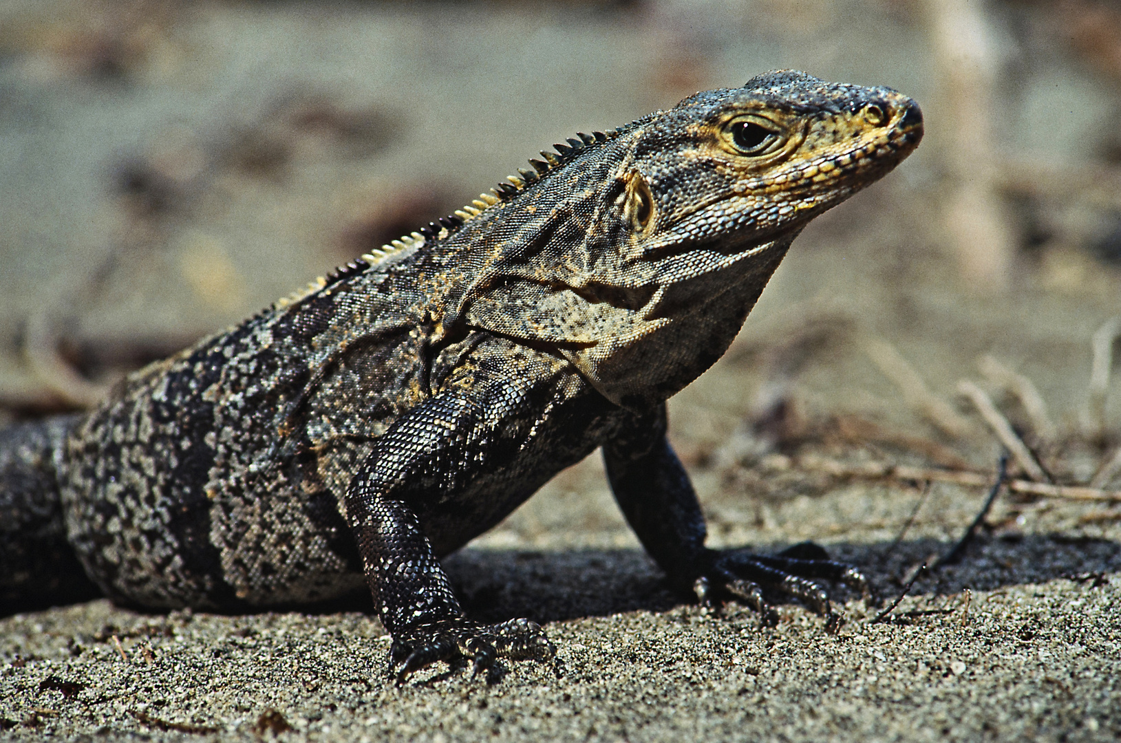 Iguana 02 