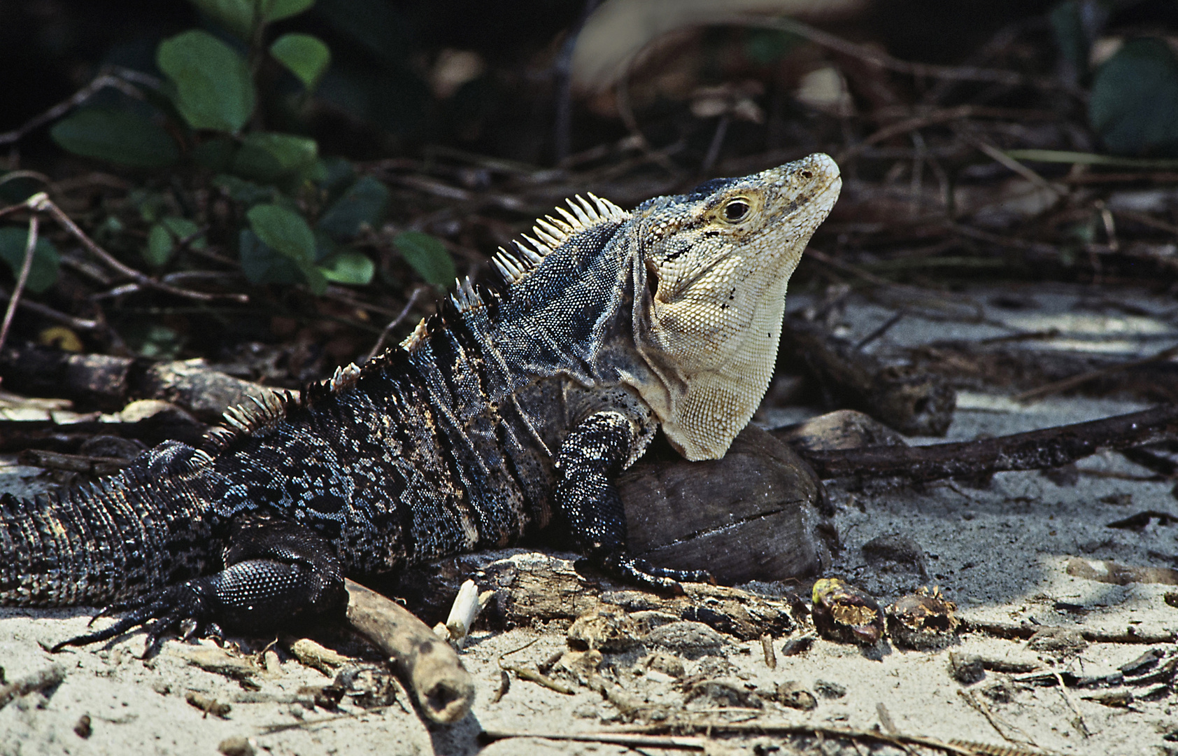 Iguana 03