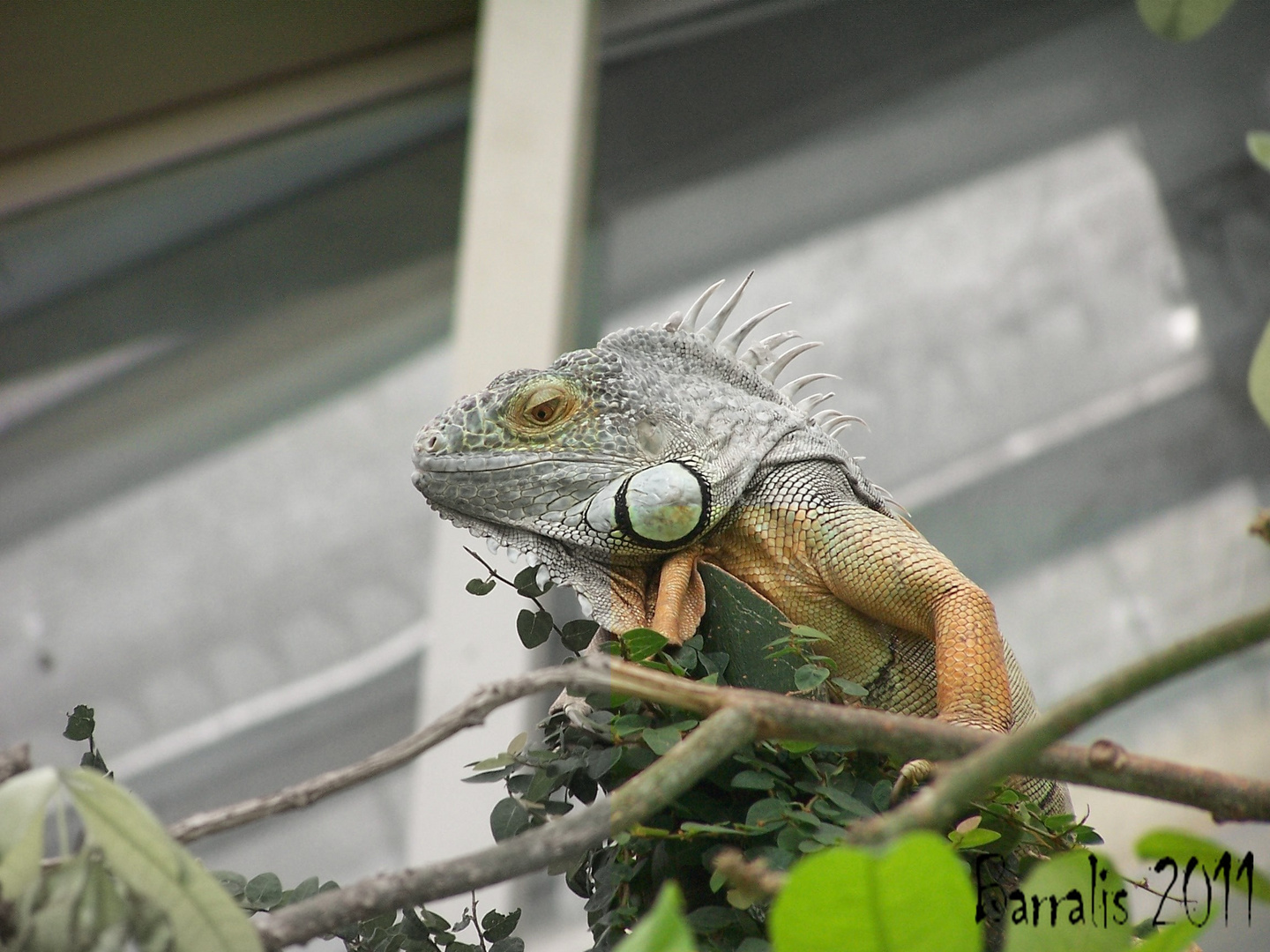 iguana