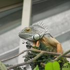 iguana