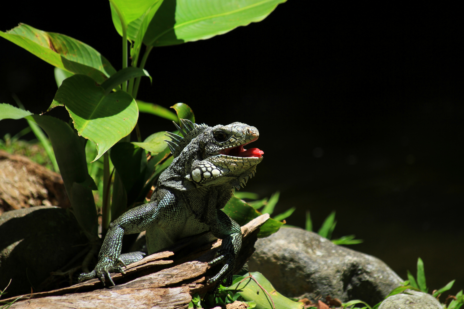 Iguana