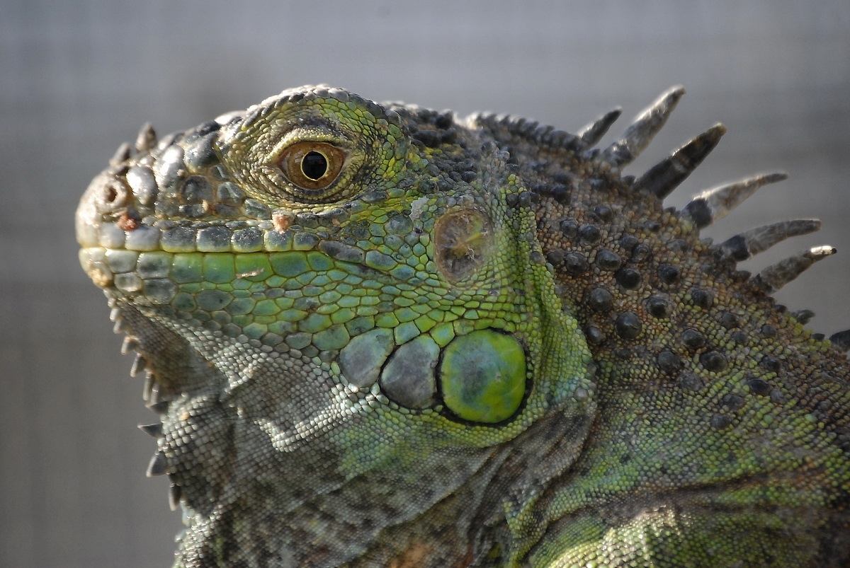 Iguana