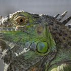 Iguana