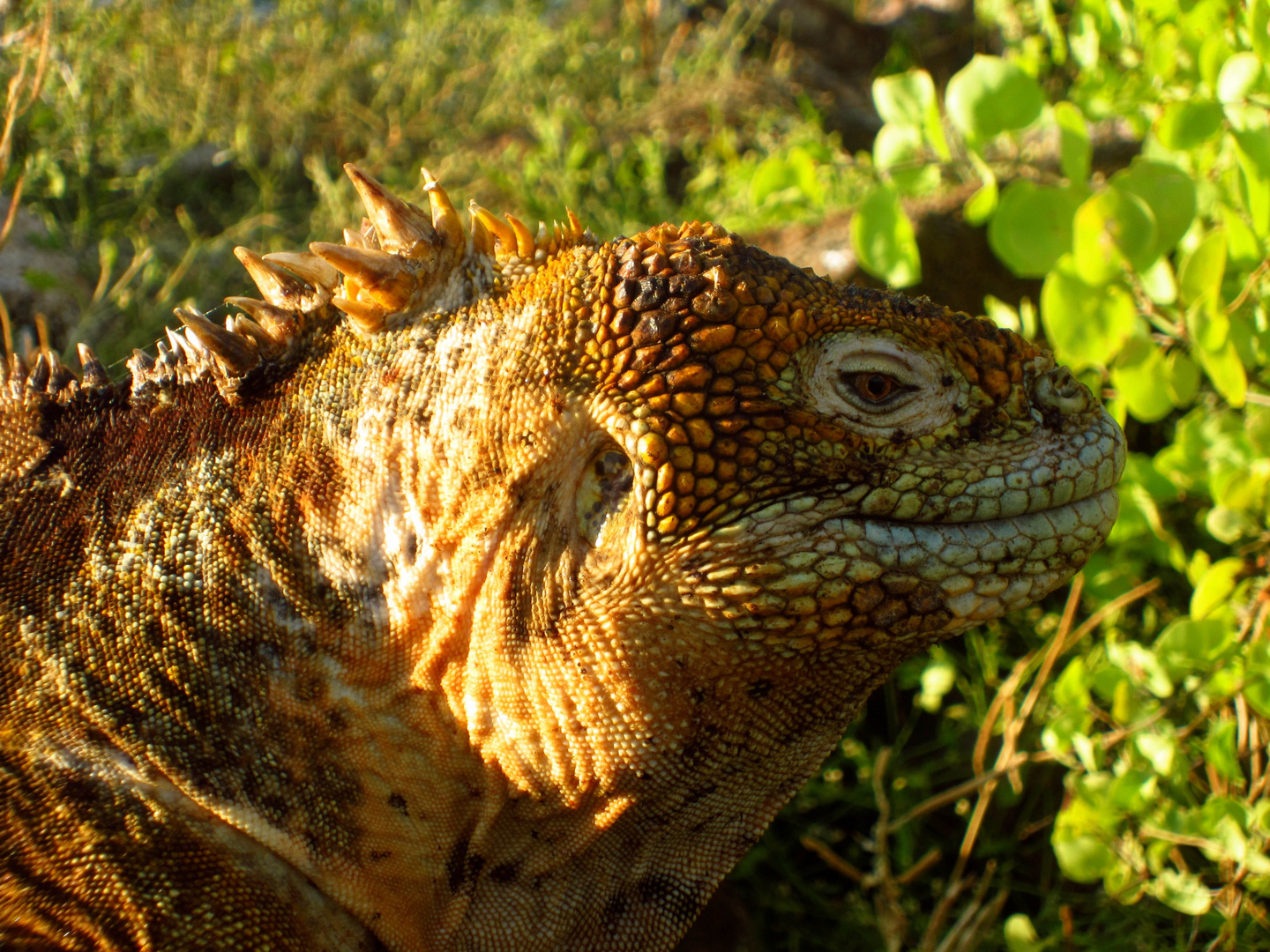 Iguana