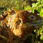 Iguana