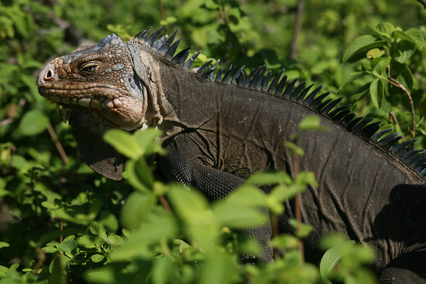 Iguana 1