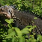 Iguana 1