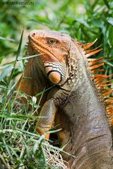 Iguana 1