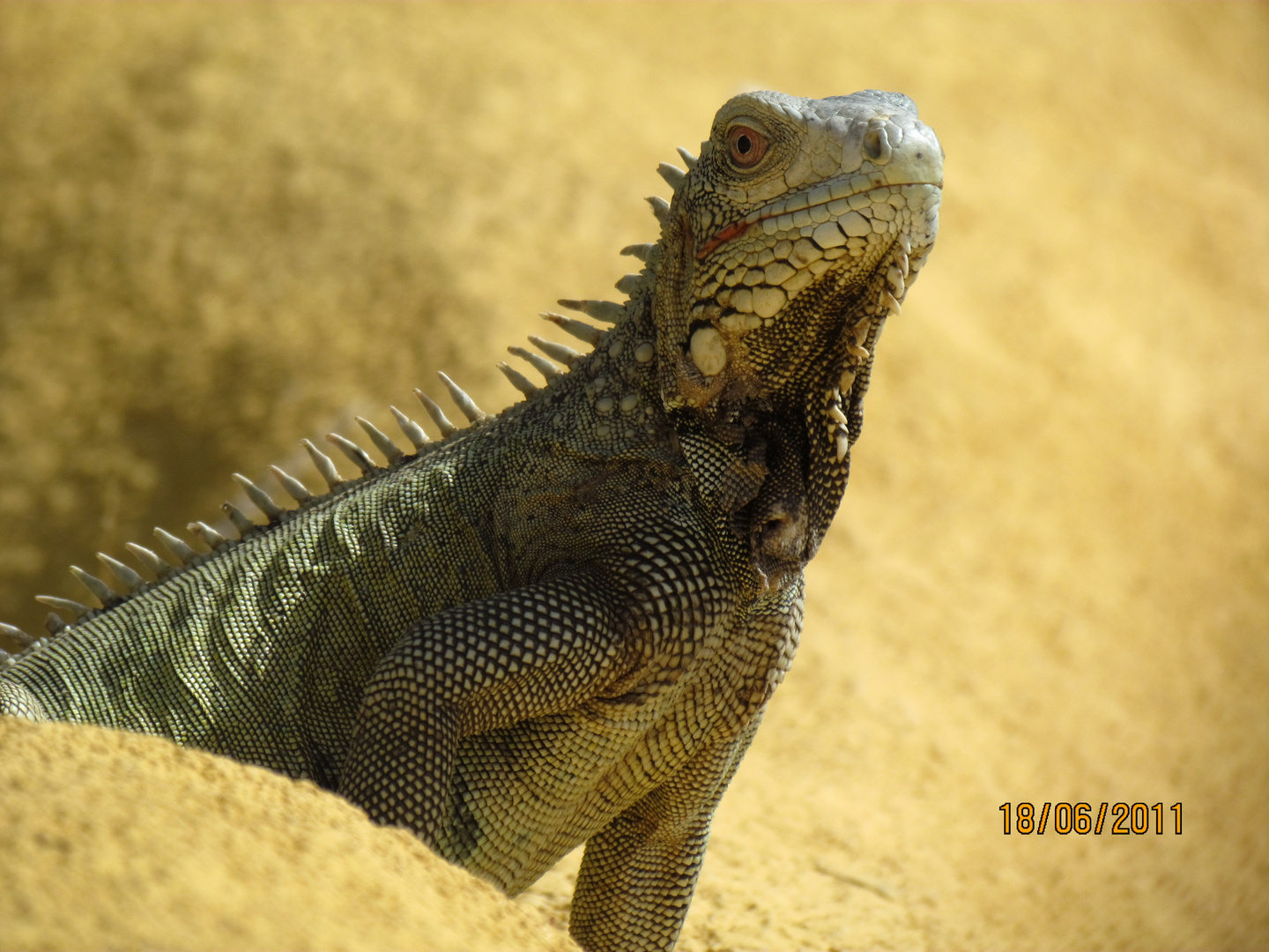 Iguana