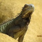 Iguana