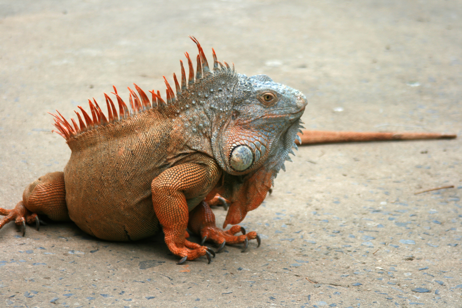 iguana