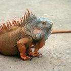 iguana