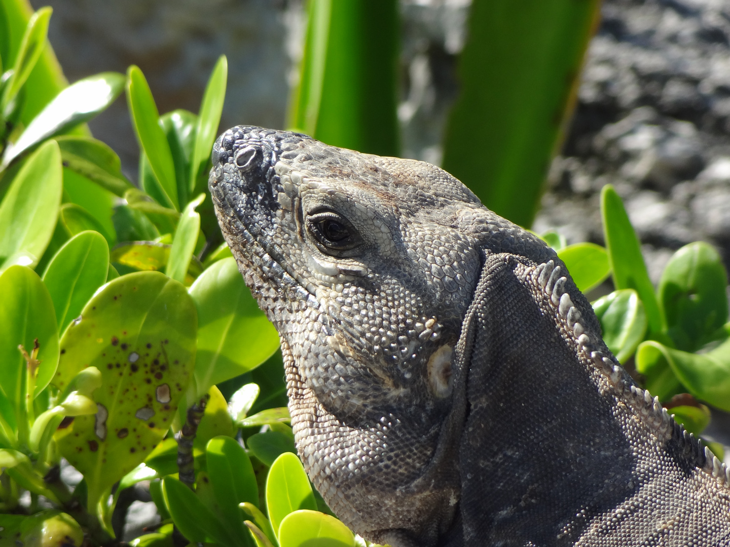 Iguana