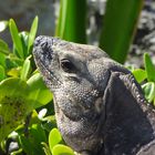 Iguana