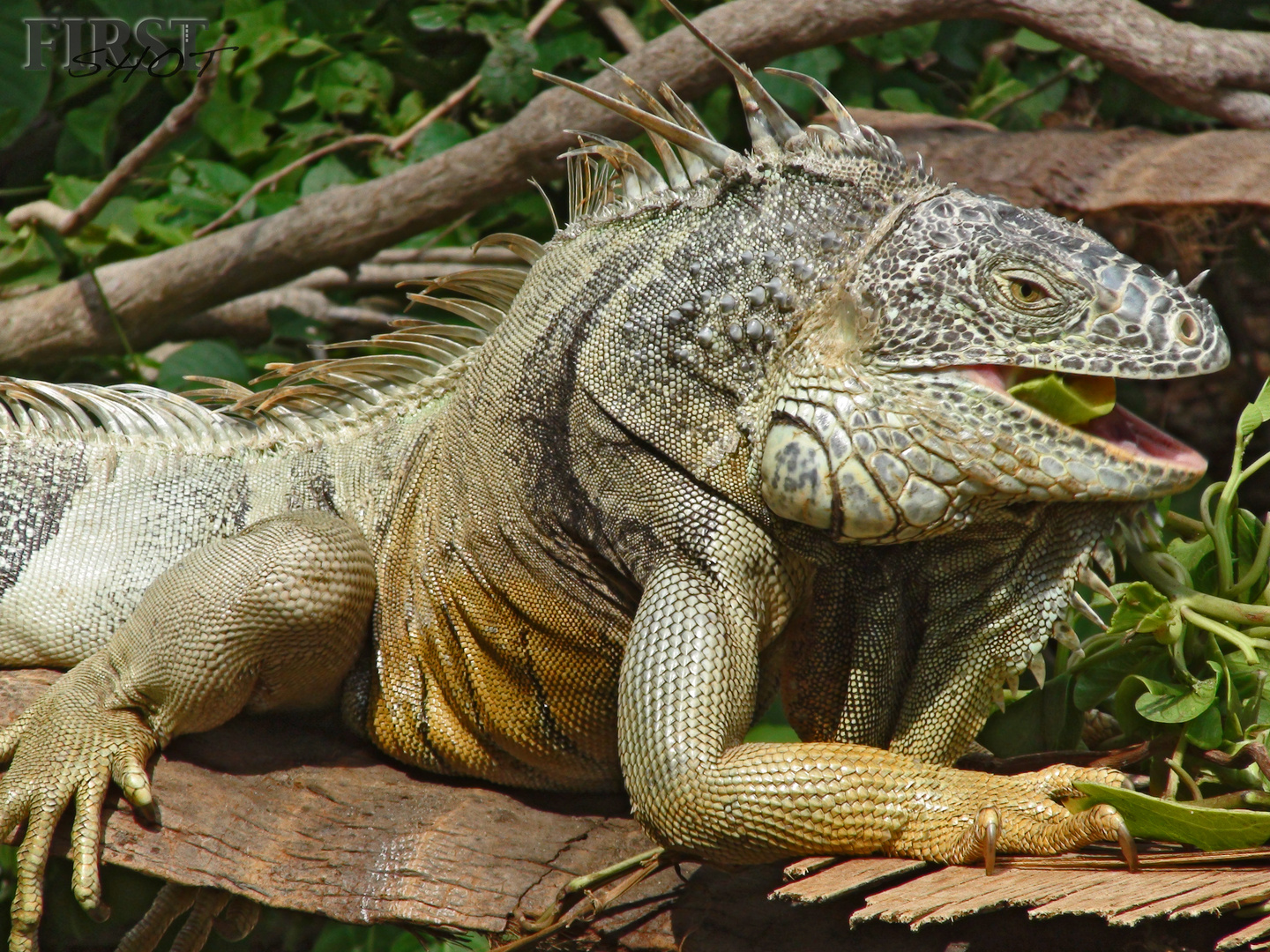 Iguana