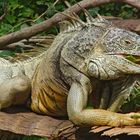 Iguana