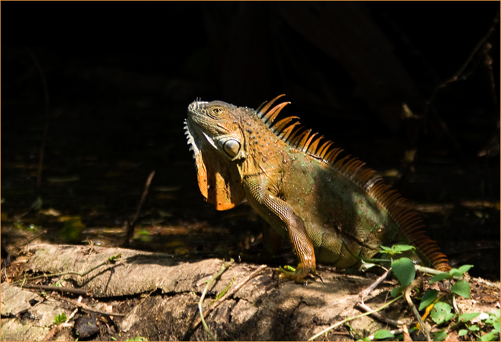 Iguana