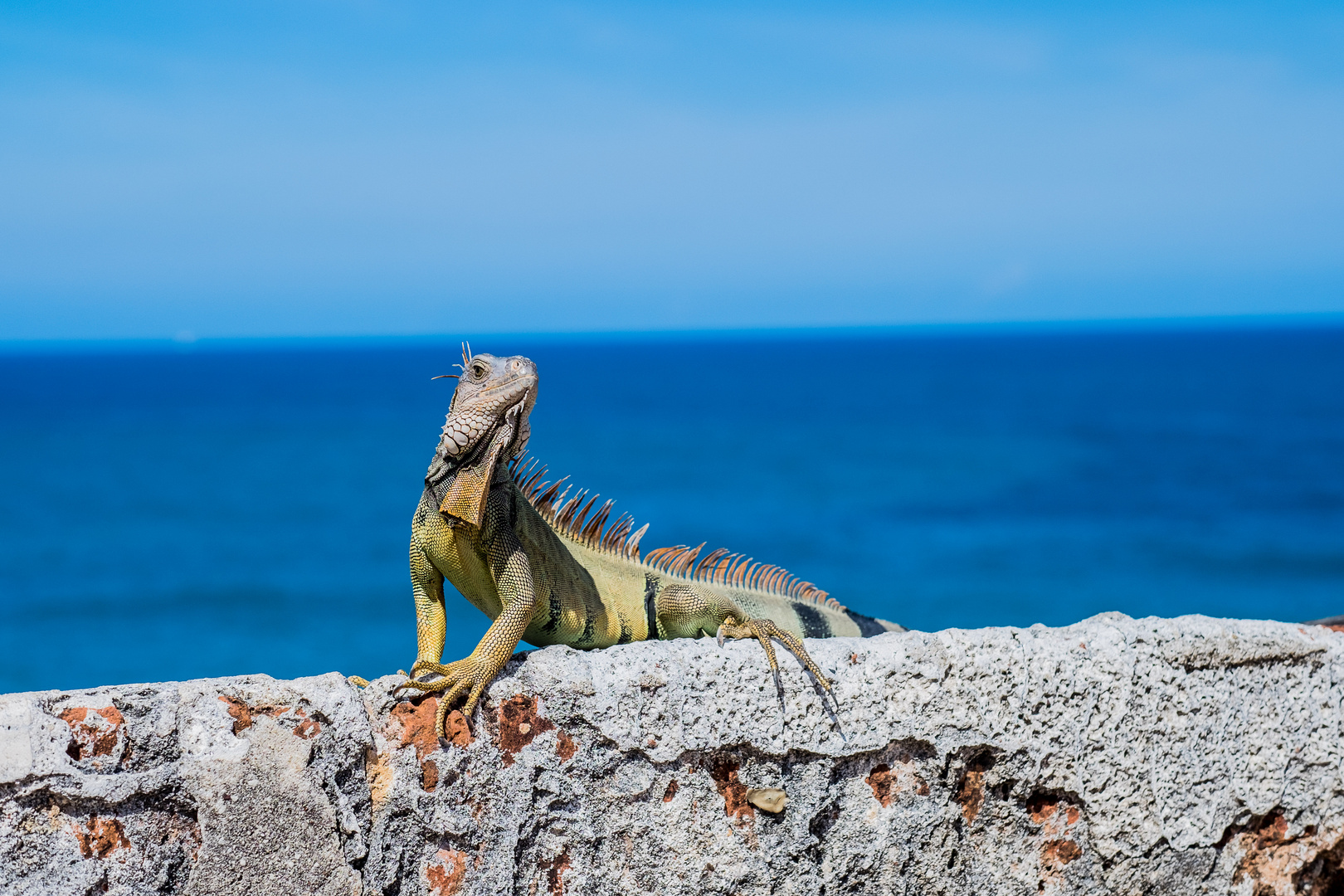 Iguana