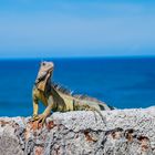 Iguana