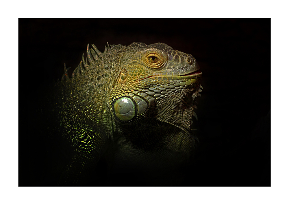 Iguana