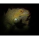 Iguana