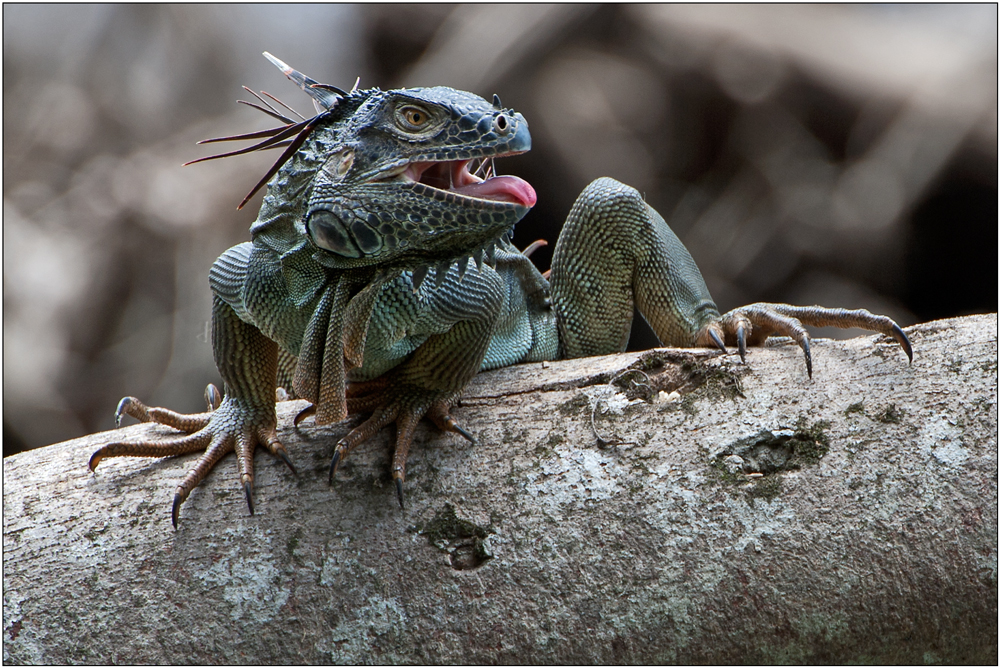 Iguana