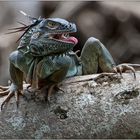 Iguana