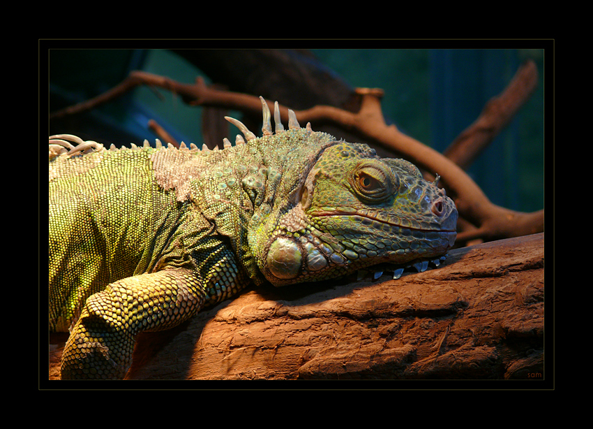 iguana