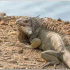 IGUANA 3