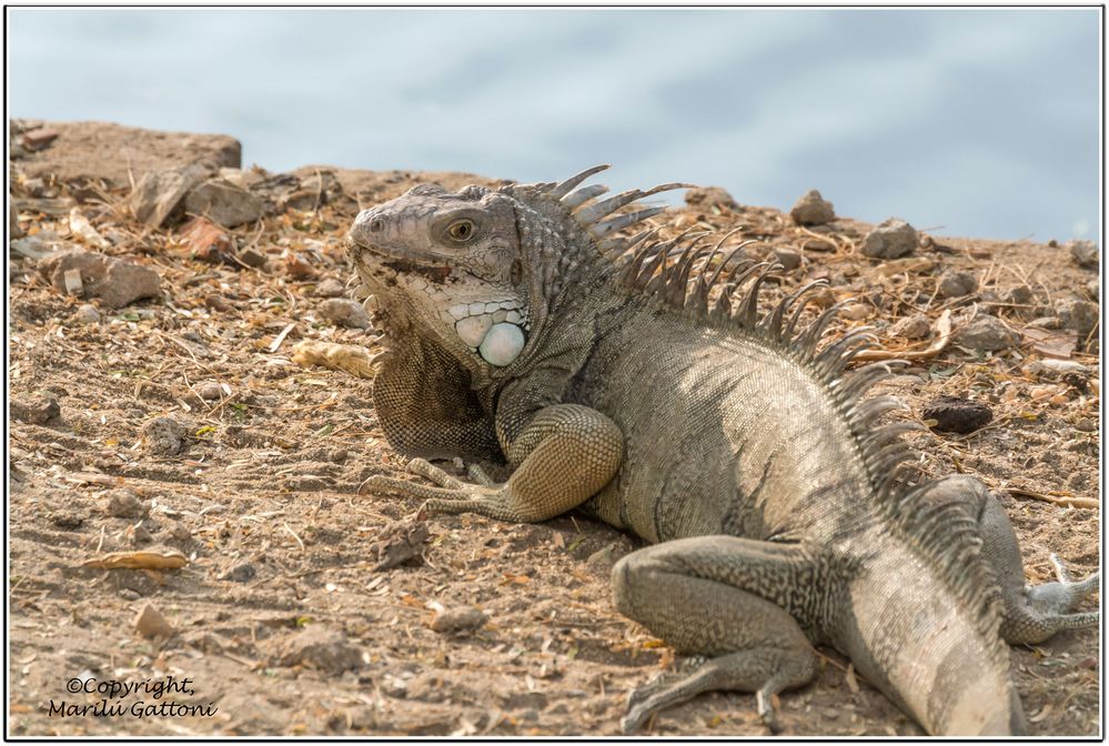 IGUANA 3