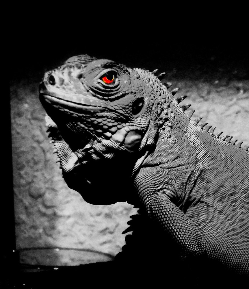 Iguana