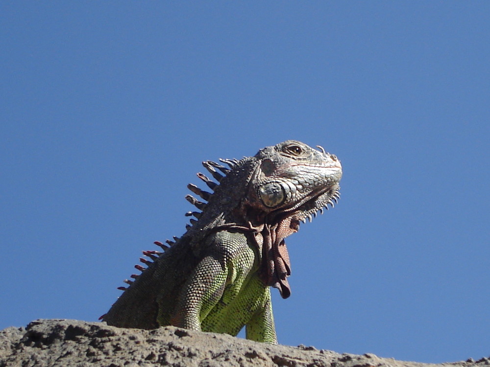 Iguana