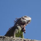 Iguana