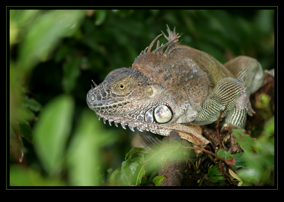 IGUANA