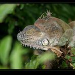 IGUANA