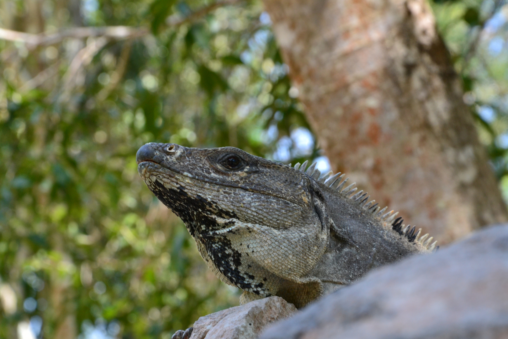 Iguana